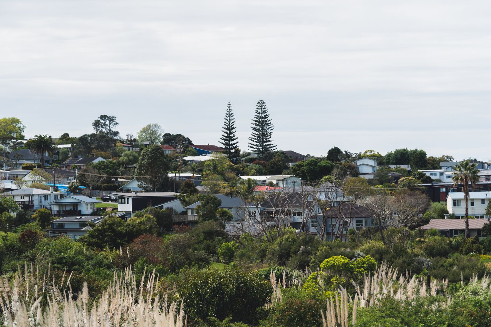 A leafy Auckland neighbourhood with a mix of established homes